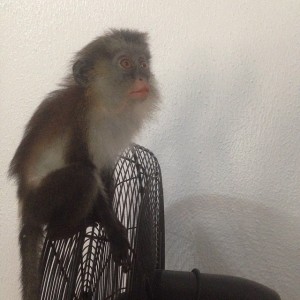 tonto_s_monkey